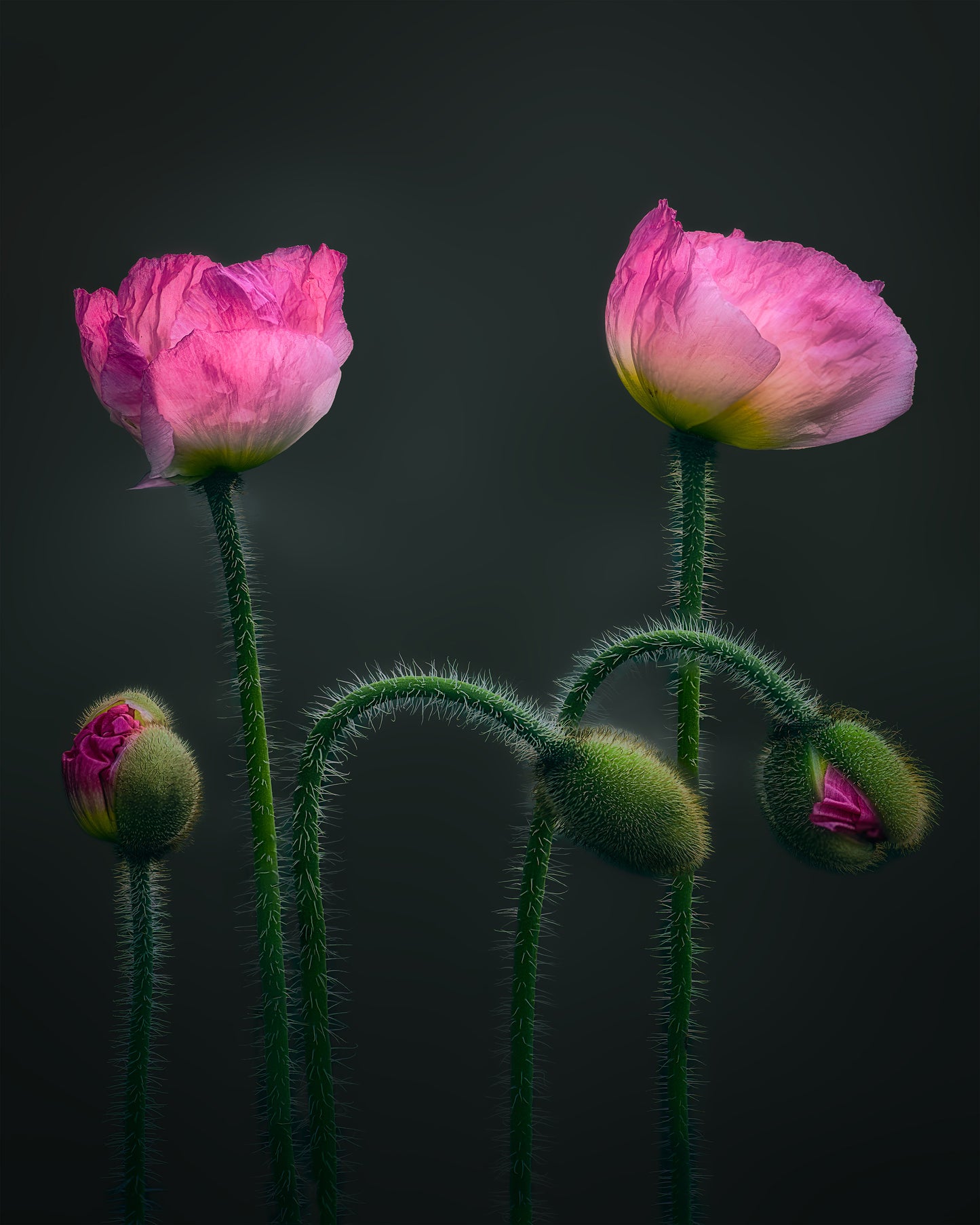 Pink Poppy Flower Family