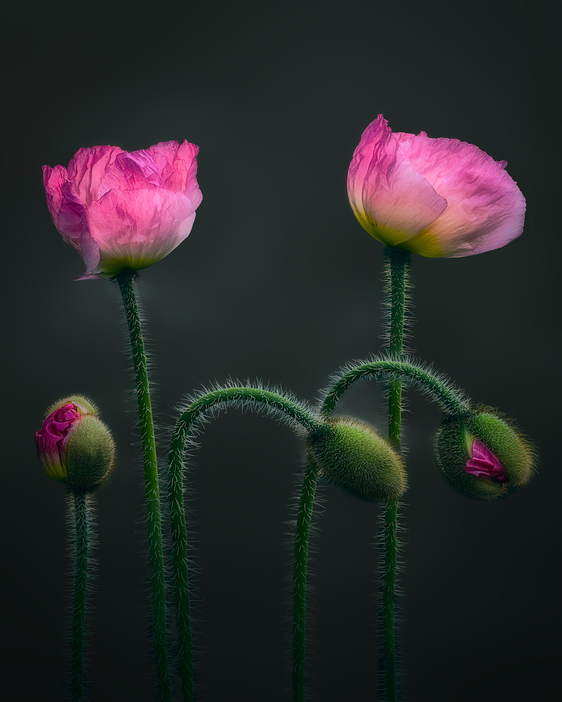 Pink Poppy Flower Family