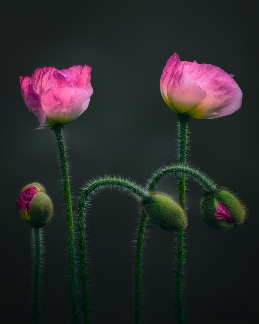 Pink Poppy Flower Family