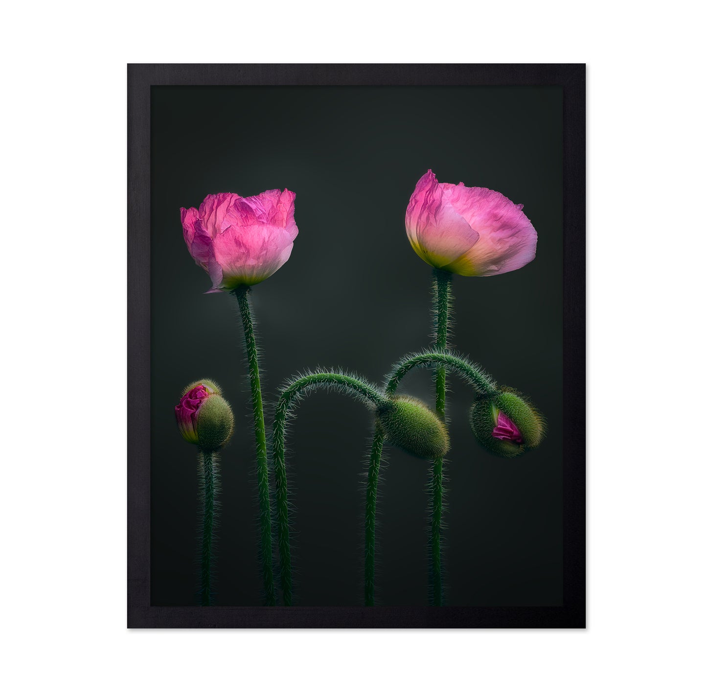 Pink Poppy Flower Family