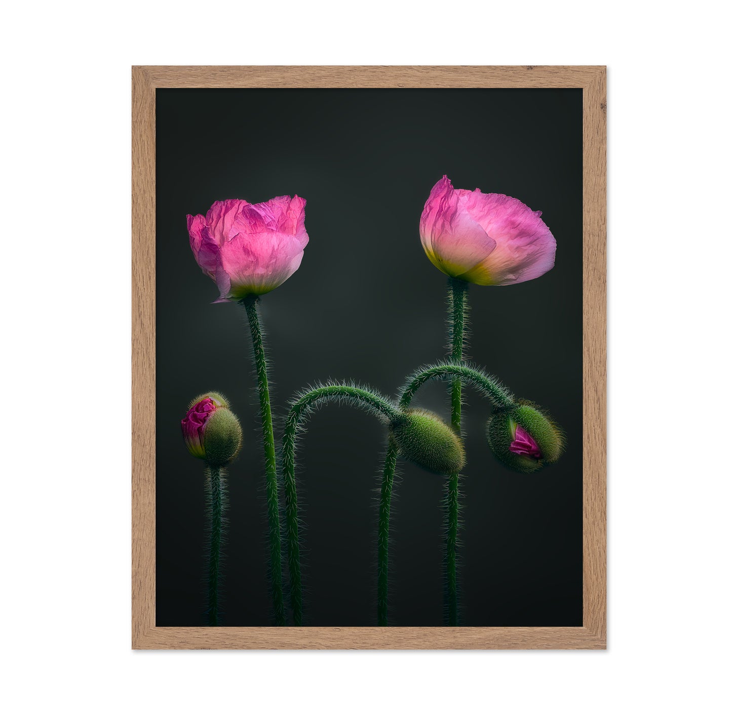 Pink Poppy Flower Family
