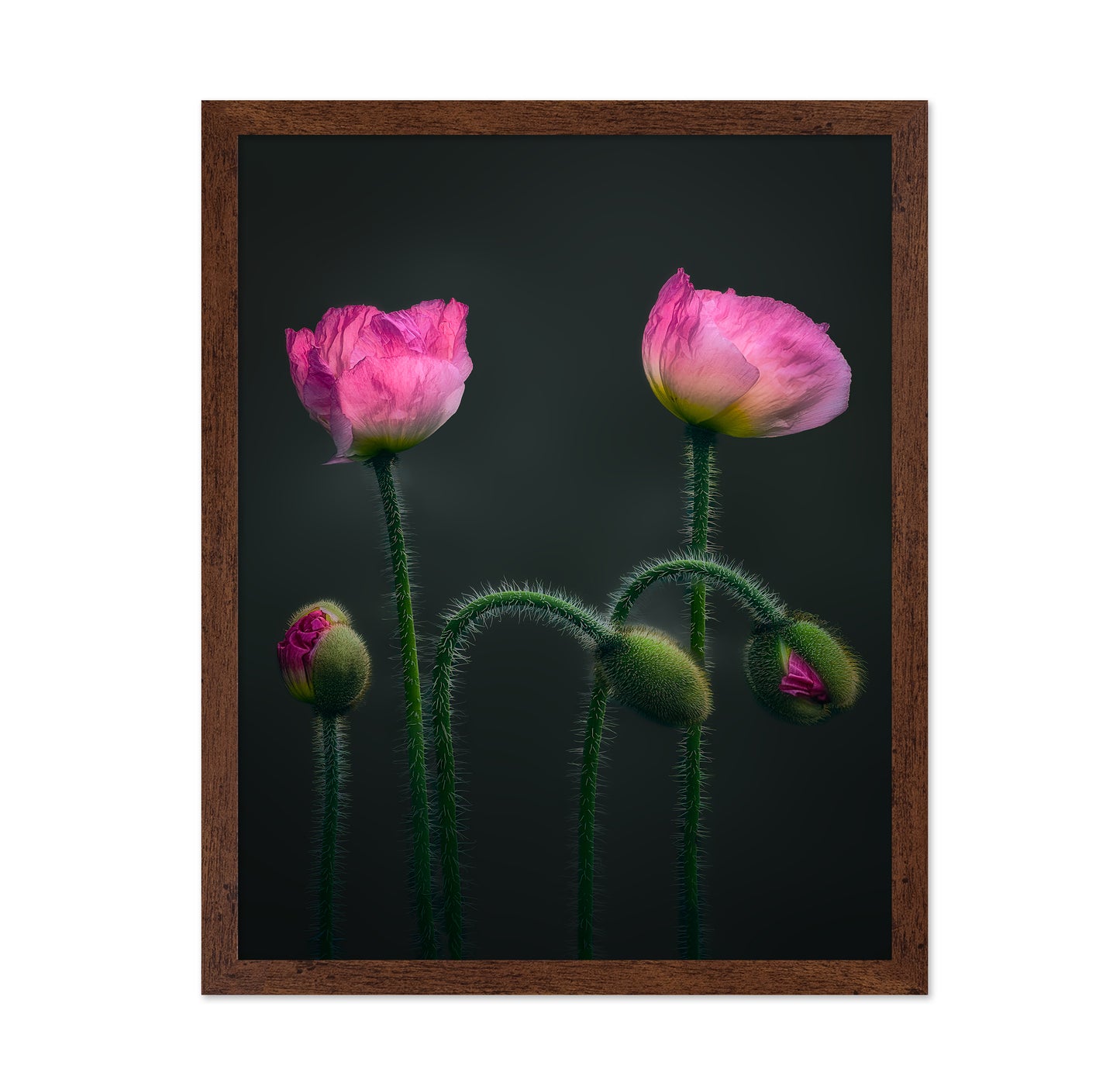 Pink Poppy Flower Family