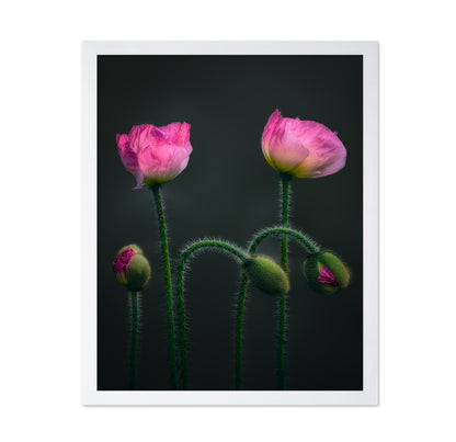 Pink Poppy Flower Family