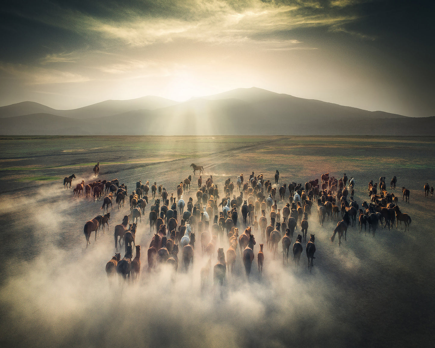 Wild Horses