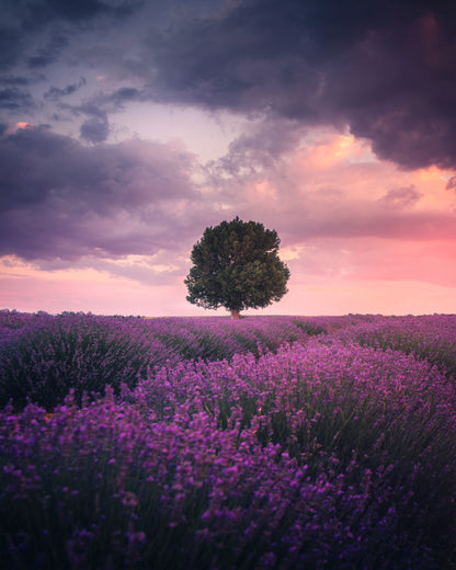 Lavender Fields Isparta