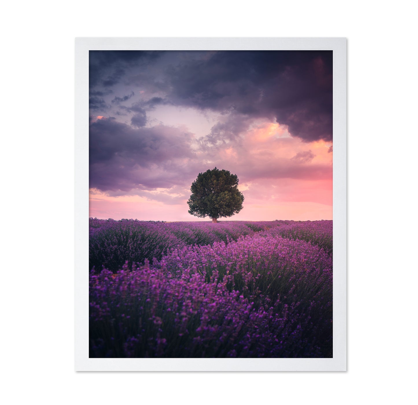 Lavender Fields Isparta