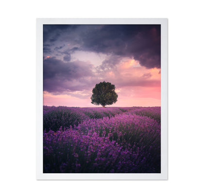 Lavender Fields Isparta