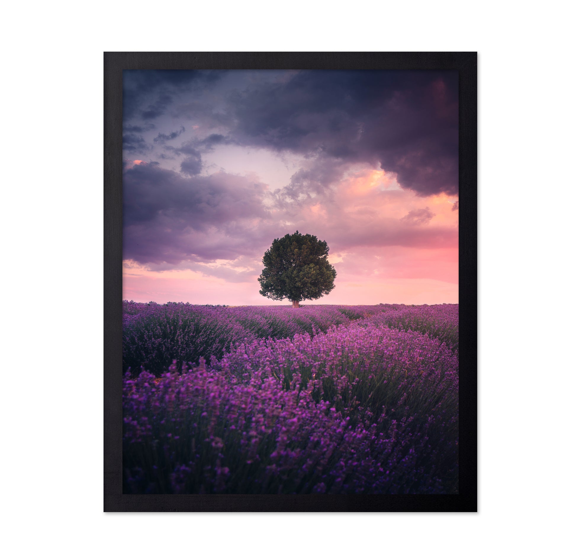 Lavender Fields Isparta