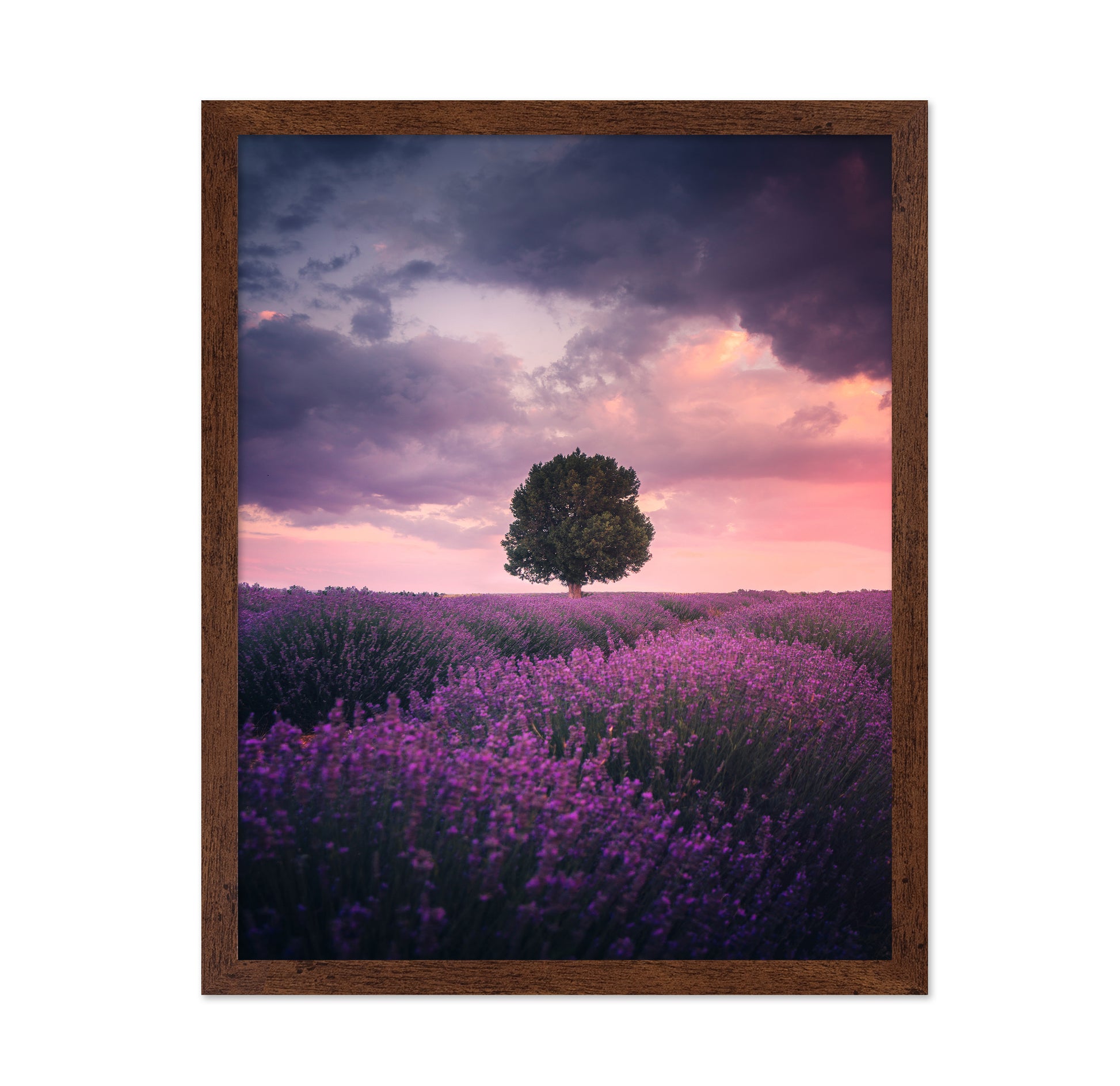 Lavender Fields Isparta