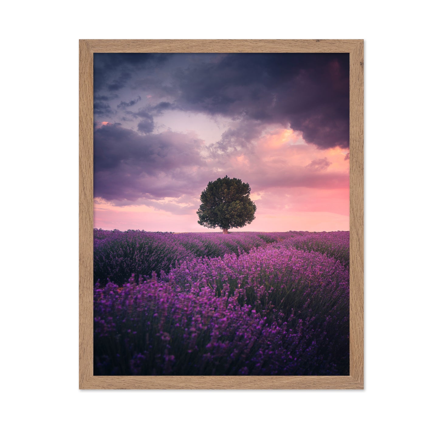 Lavender Fields Isparta