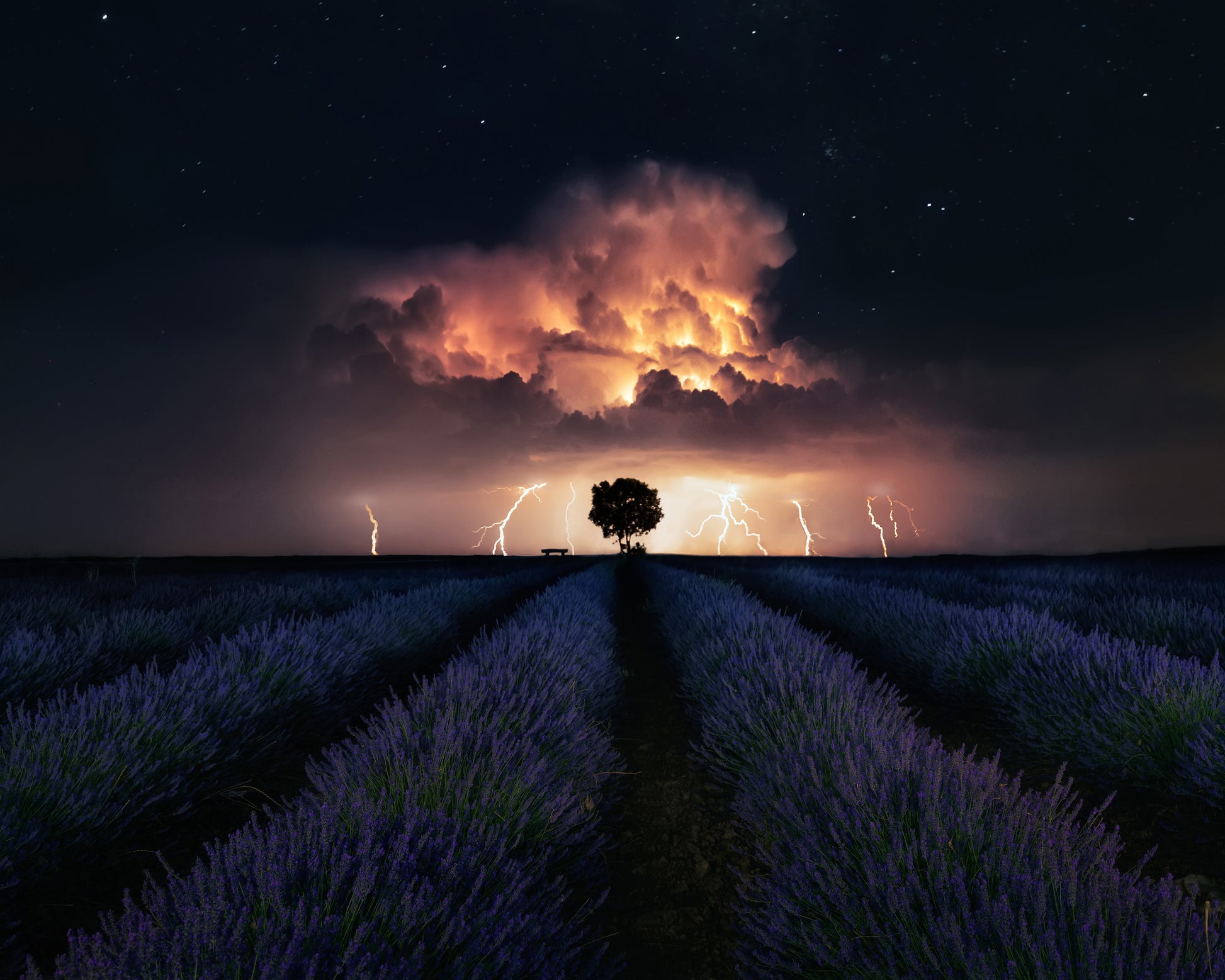 Lavender Storm