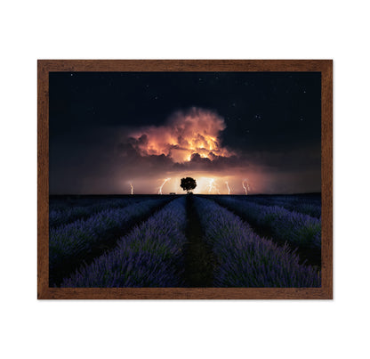 Lavender Storm