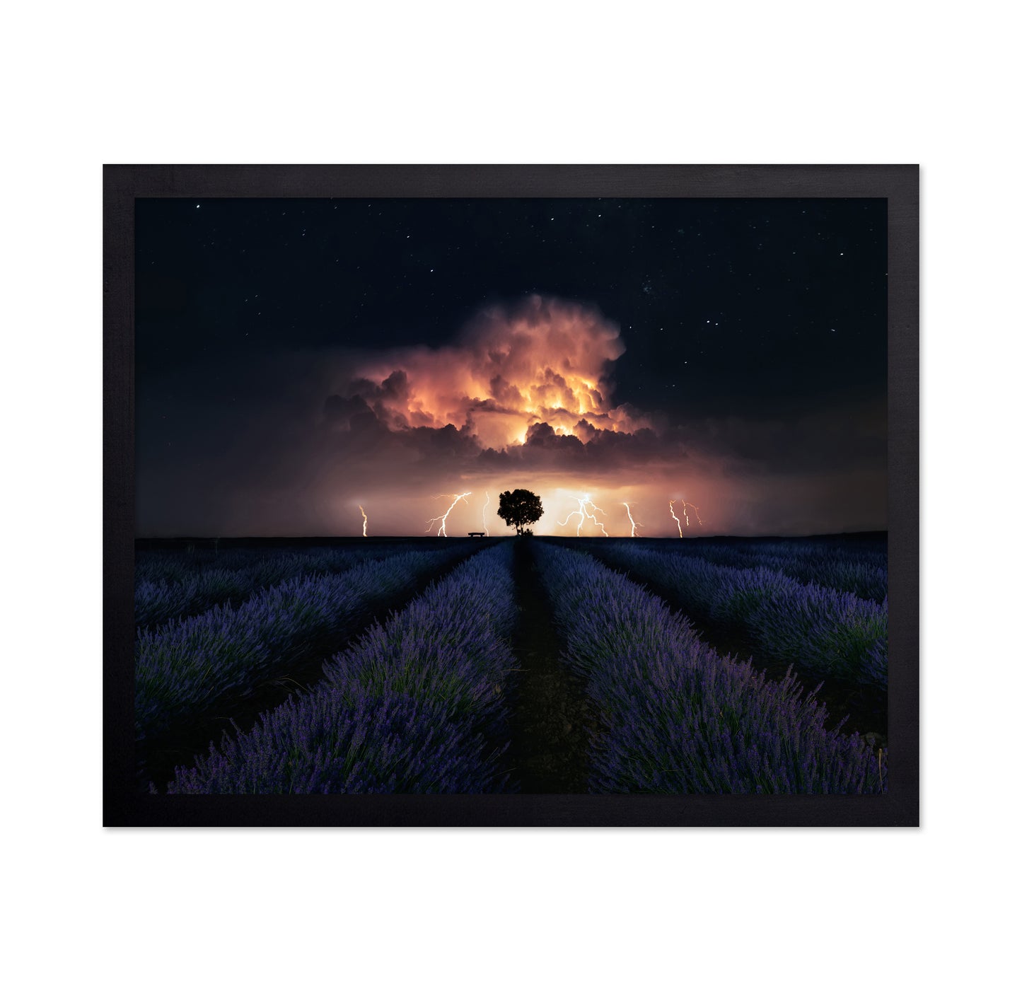 Lavender Storm