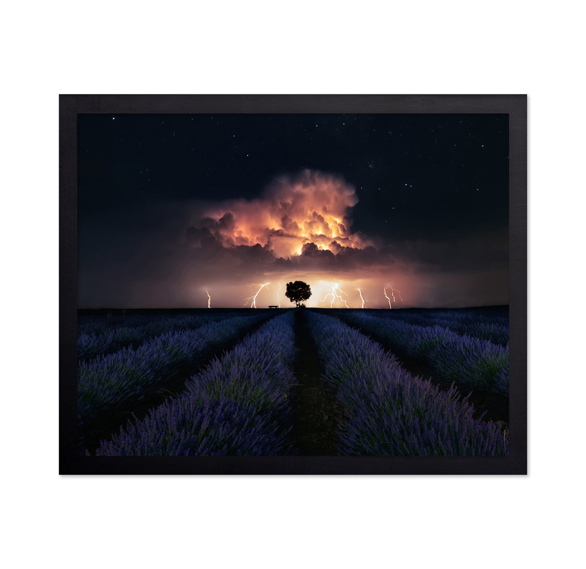 Lavender Storm