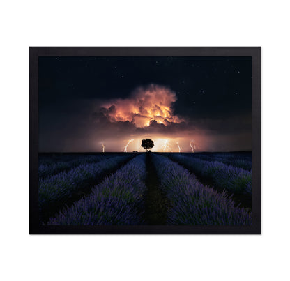 Lavender Storm