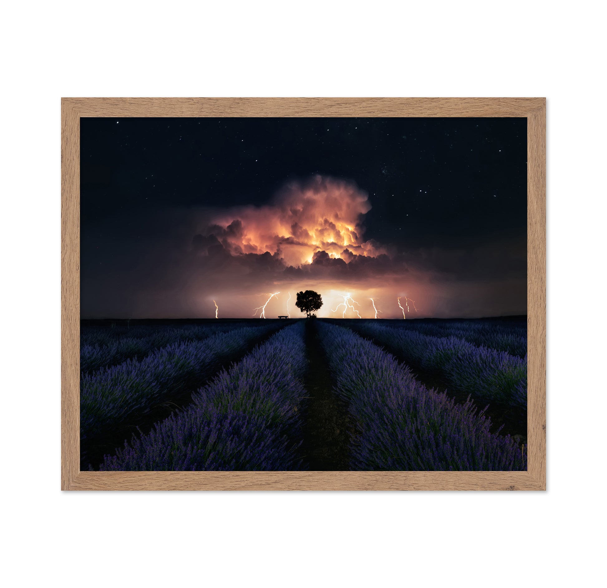 Lavender Storm