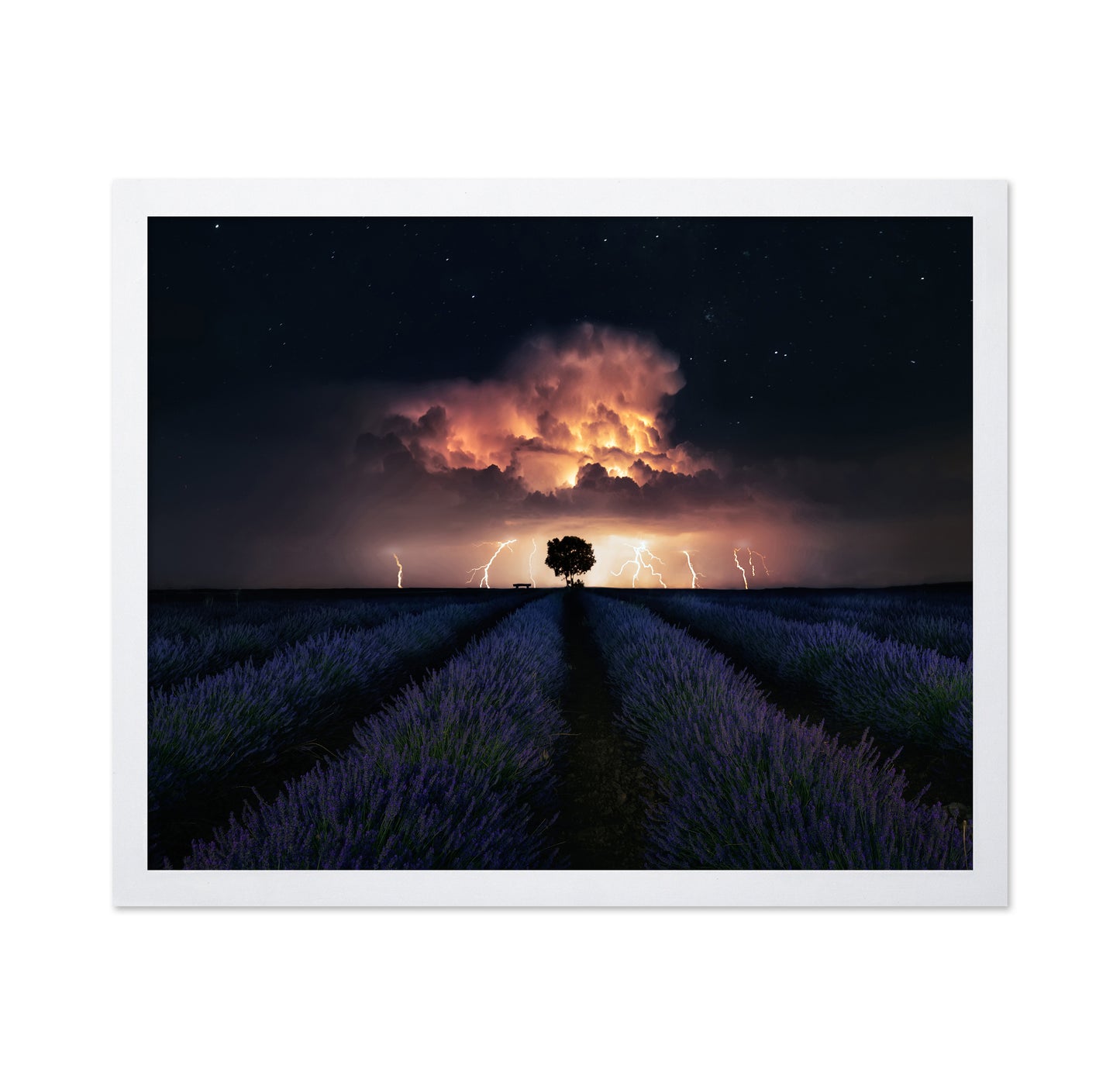 Lavender Storm