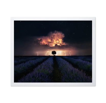 Lavender Storm