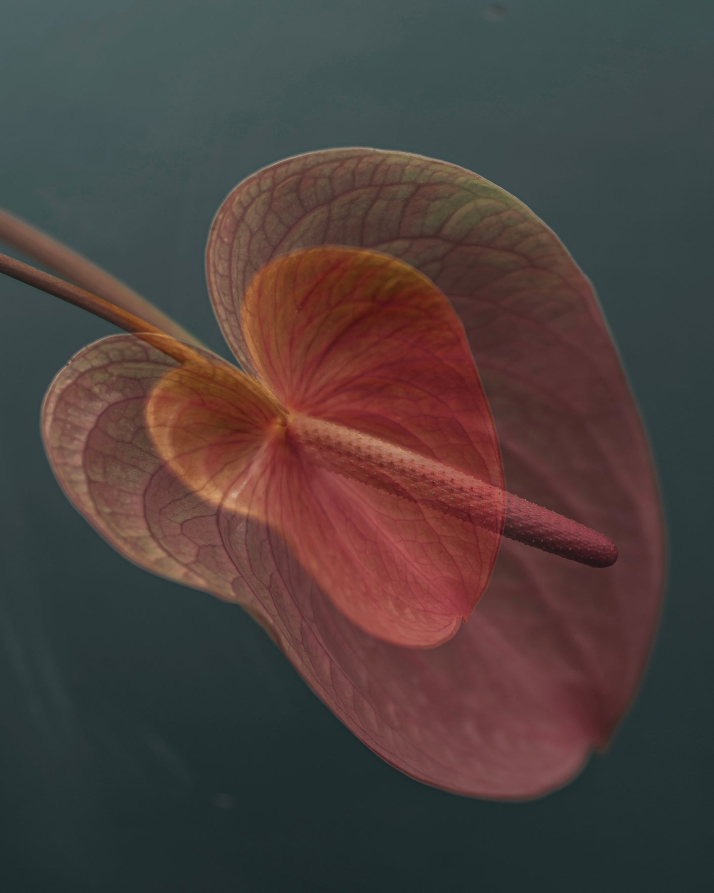 Pink Anthurium Bloom