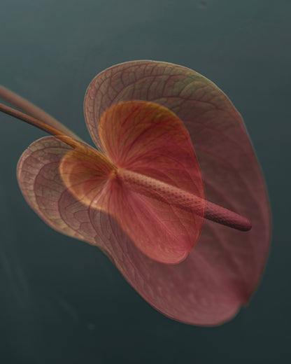Pink Anthurium Bloom