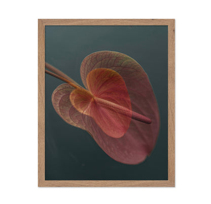 Pink Anthurium Bloom