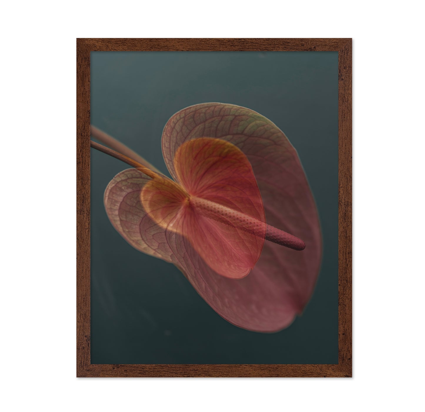 Pink Anthurium Bloom