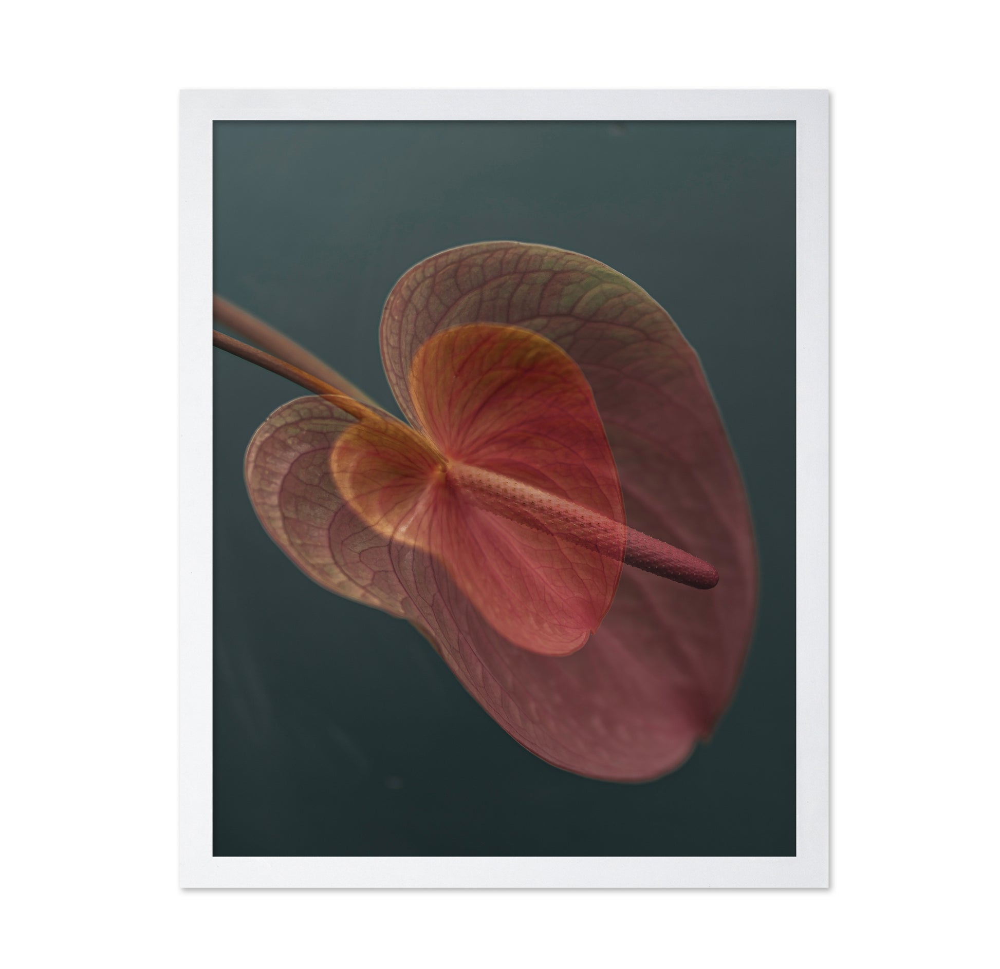 Pink Anthurium Bloom