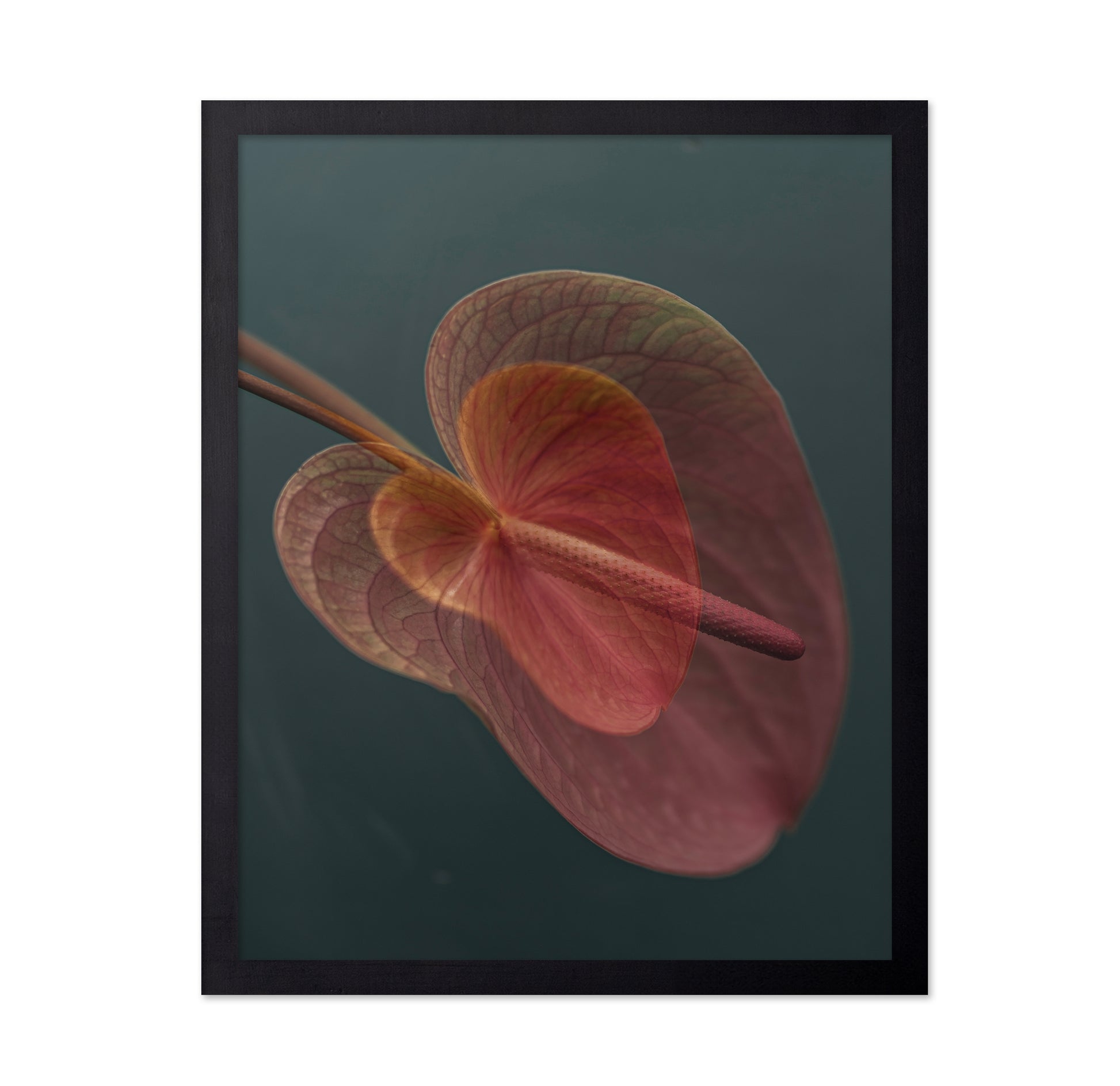 Pink Anthurium Bloom