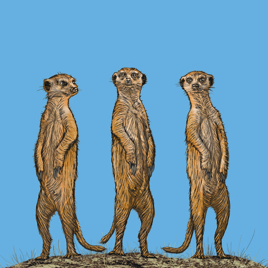 Meerkat Gang At Sunset