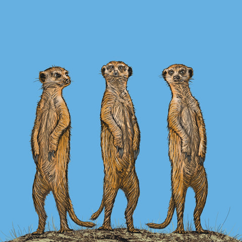 Meerkat Gang At Sunset