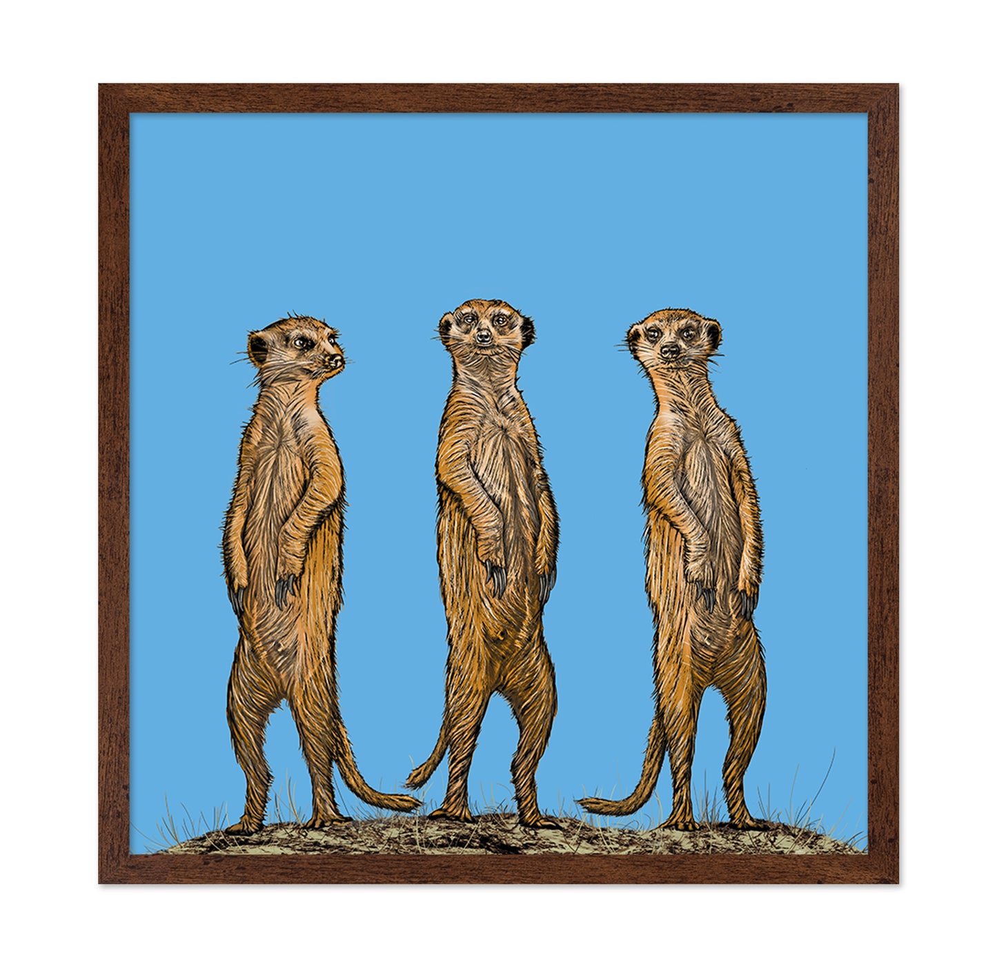 Meerkat Gang At Sunset