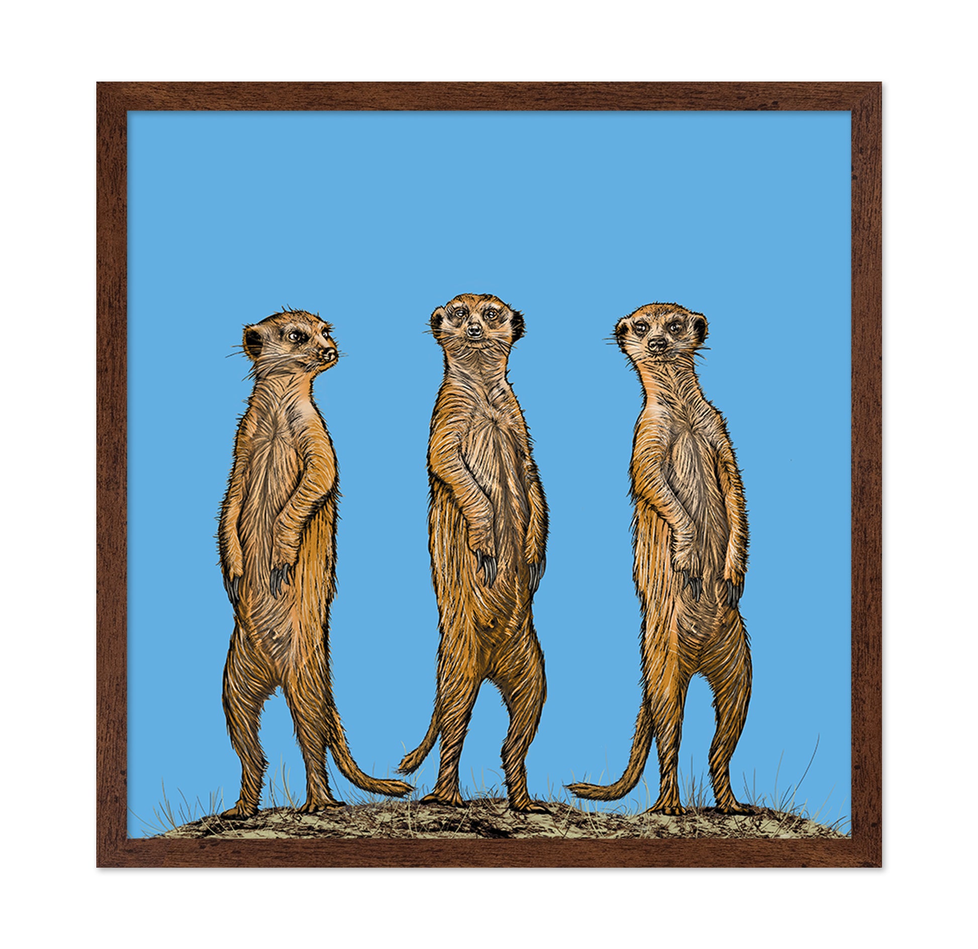Meerkat Gang At Sunset