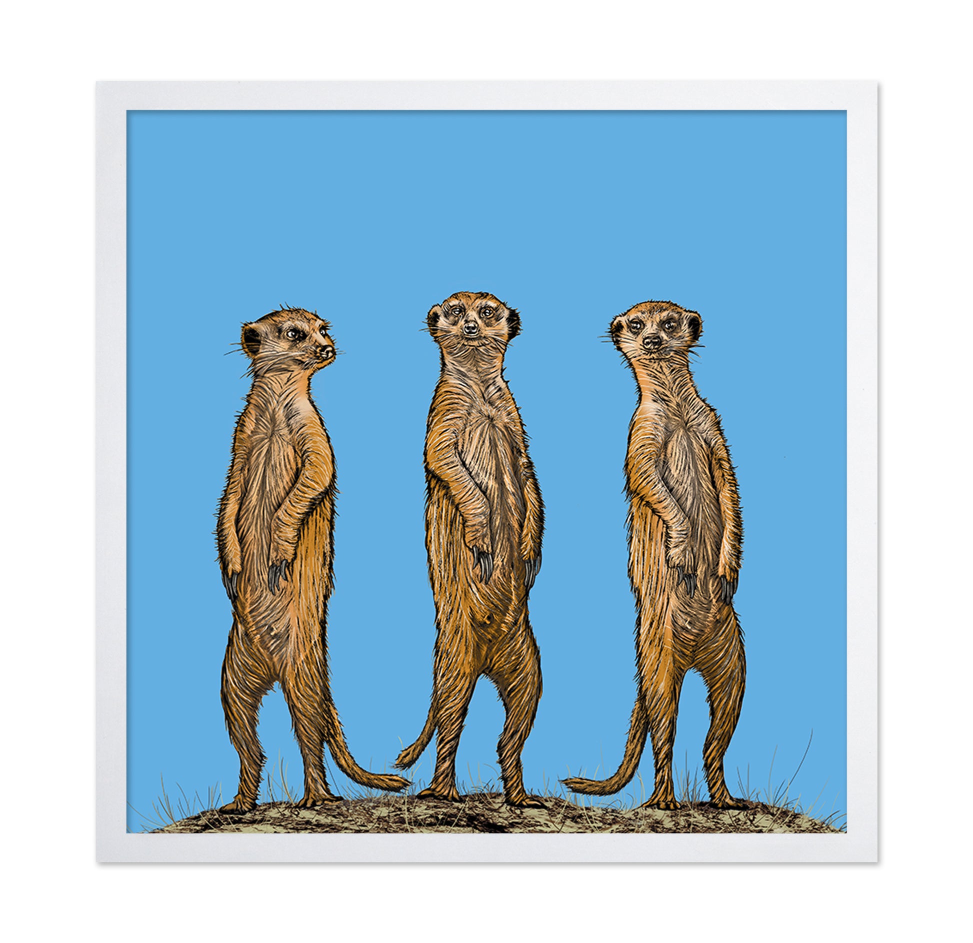 Meerkat Gang At Sunset