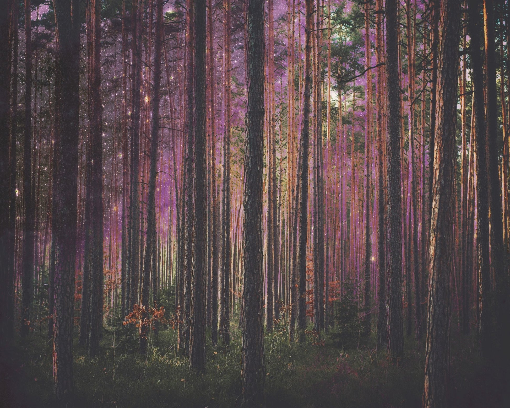 Enchanted Forest