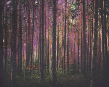 Enchanted Forest