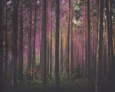 Enchanted Forest