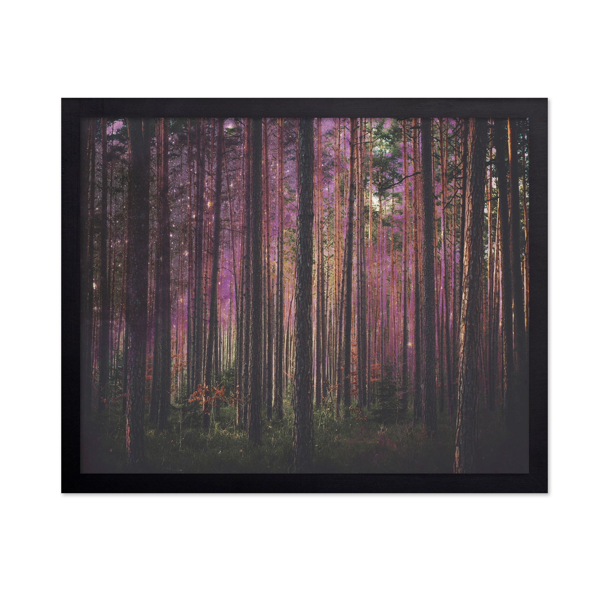 Enchanted Forest