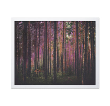 Enchanted Forest