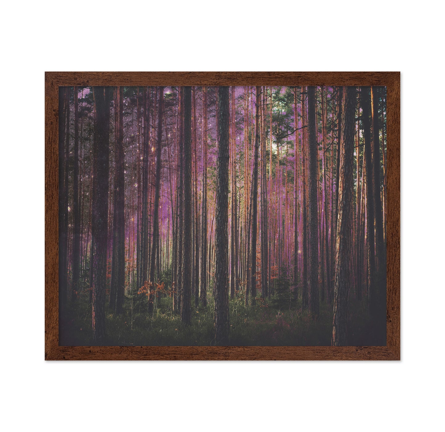 Enchanted Forest