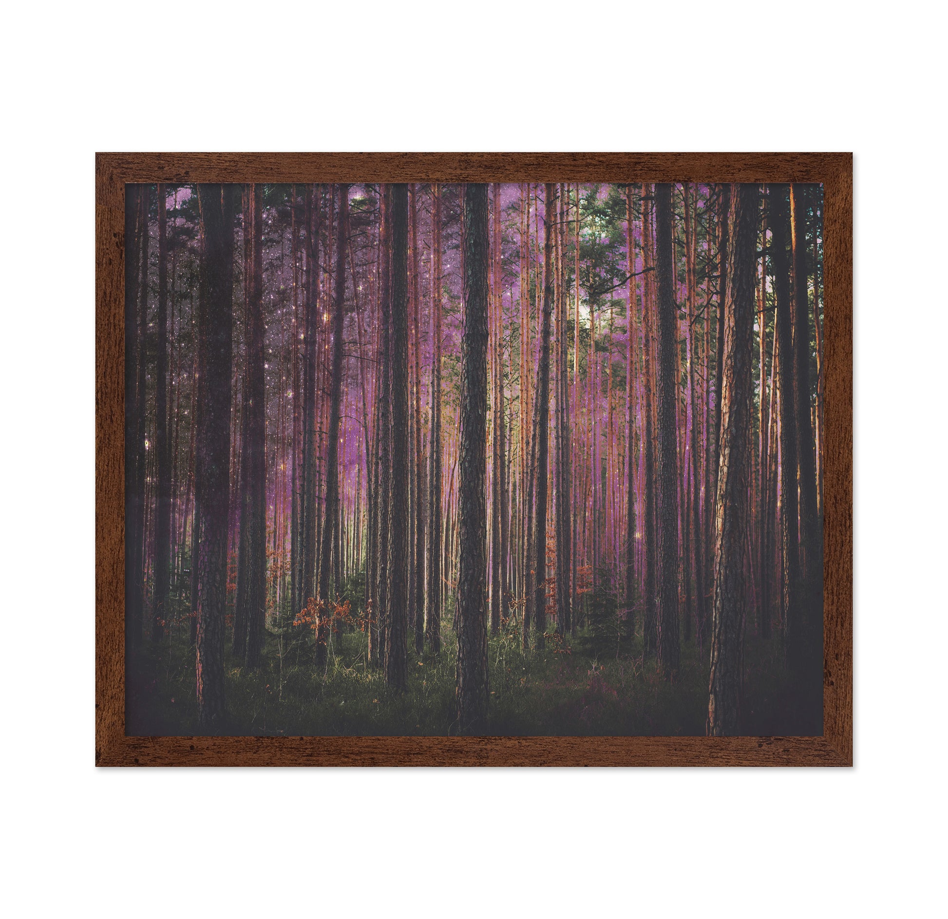 Enchanted Forest