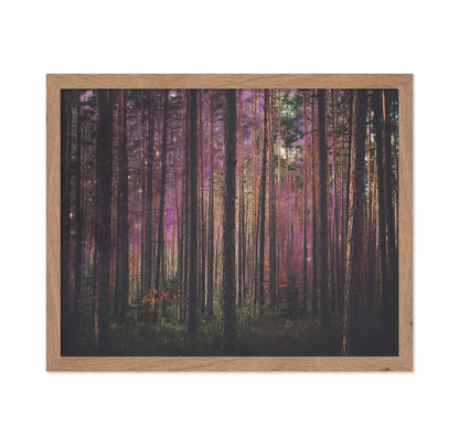 Enchanted Forest