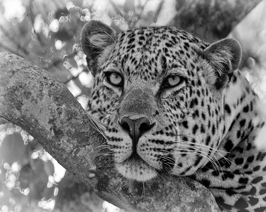 Pensive Leopard