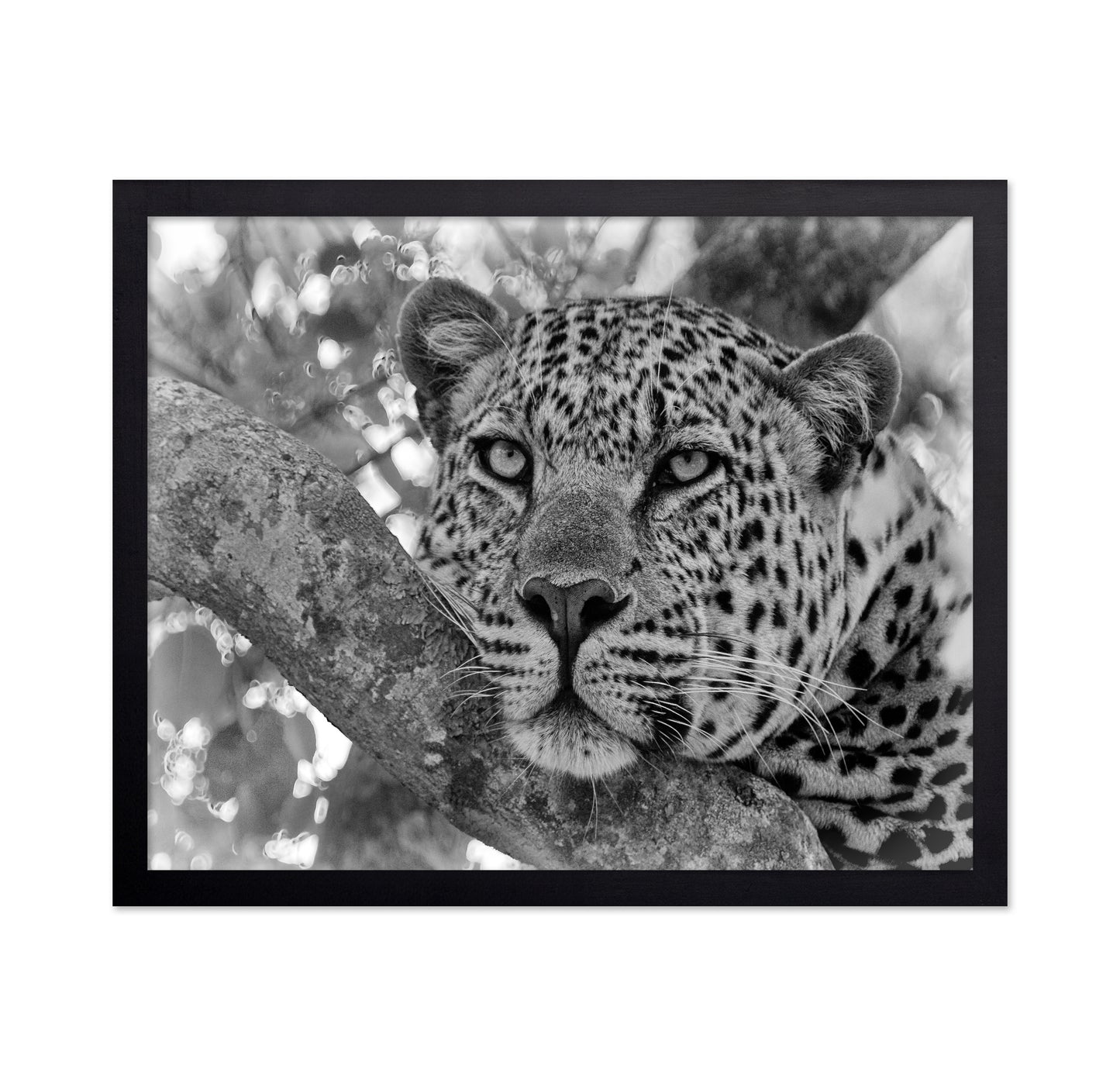 Pensive Leopard