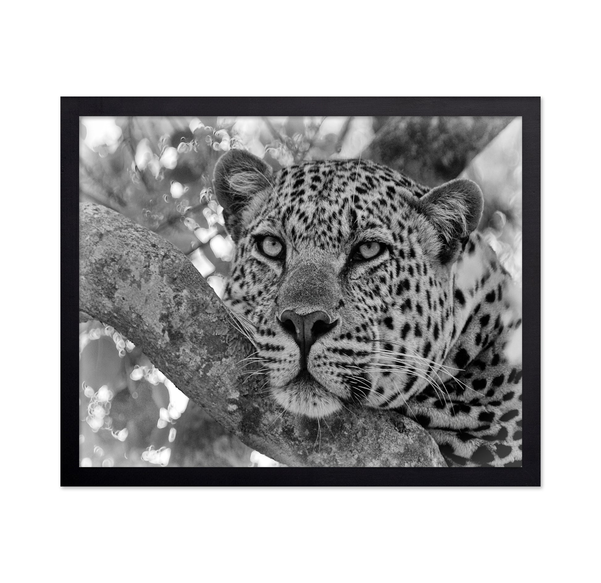 Pensive Leopard