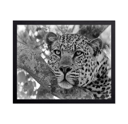 Pensive Leopard