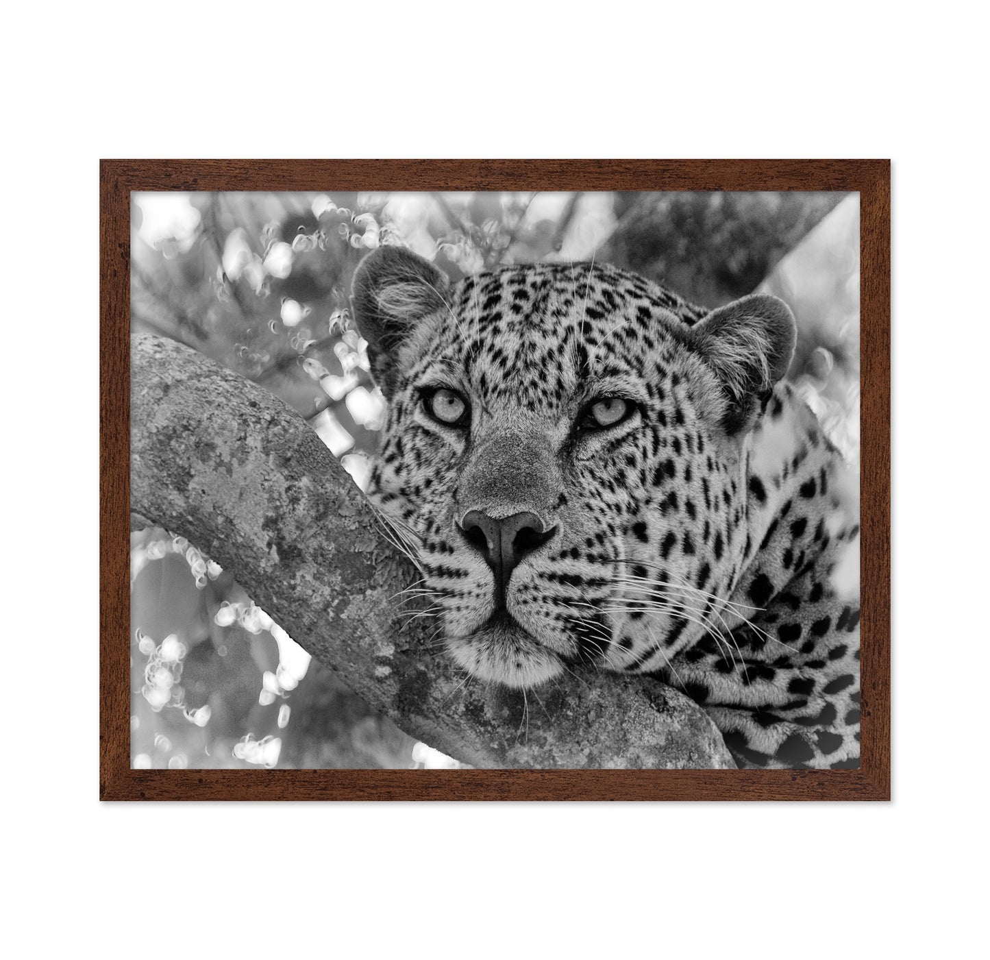 Pensive Leopard