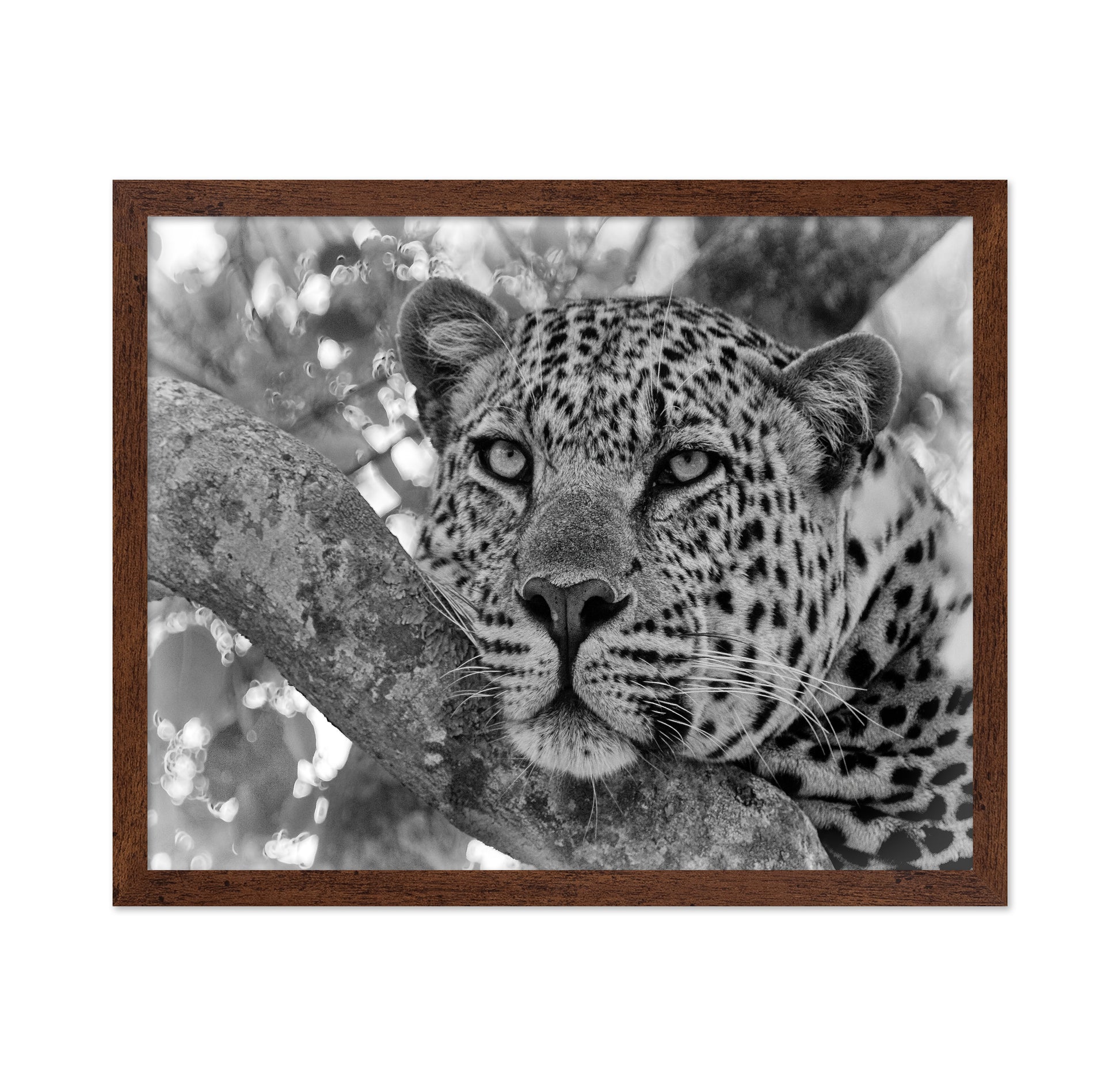 Pensive Leopard