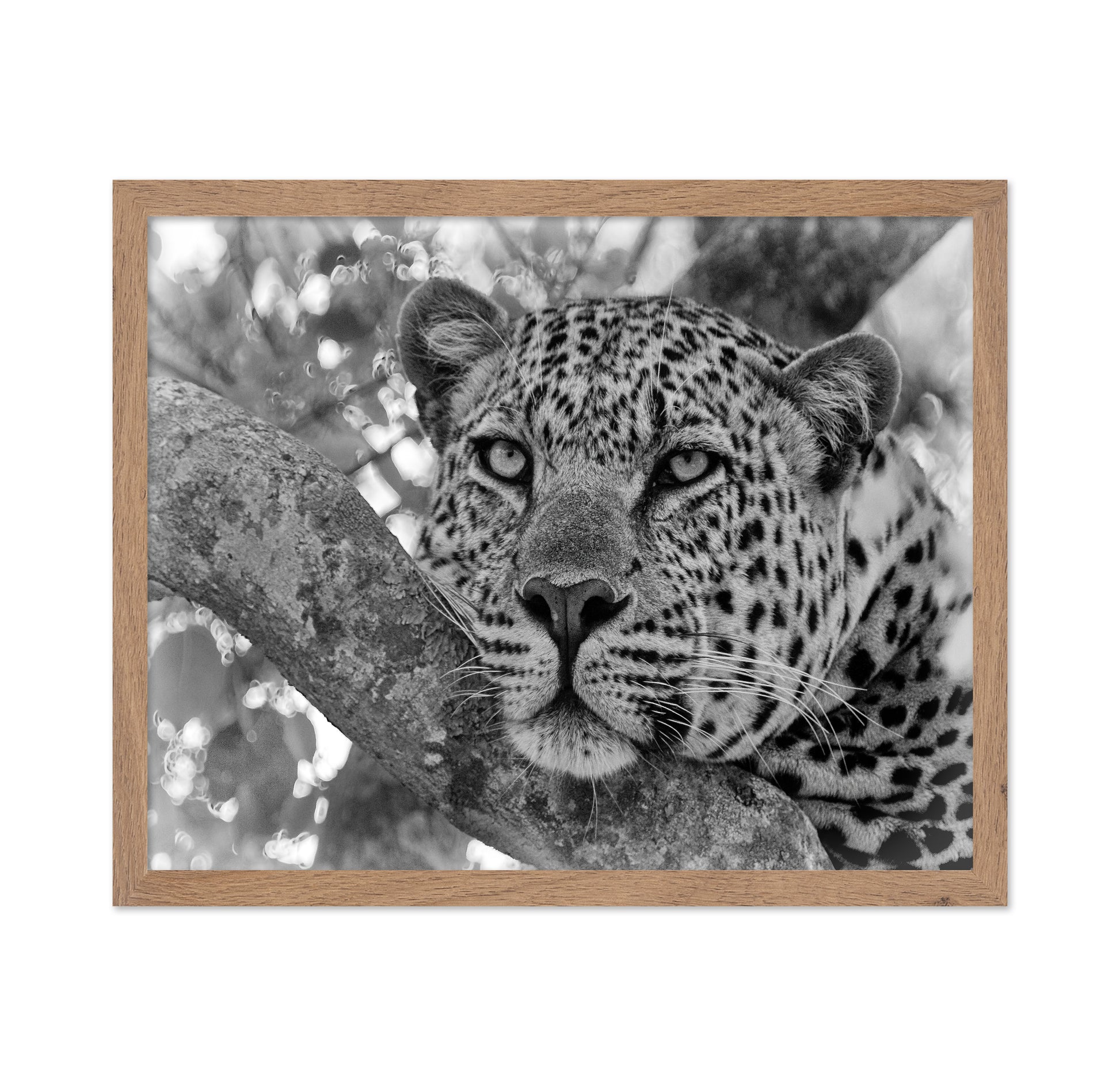 Pensive Leopard