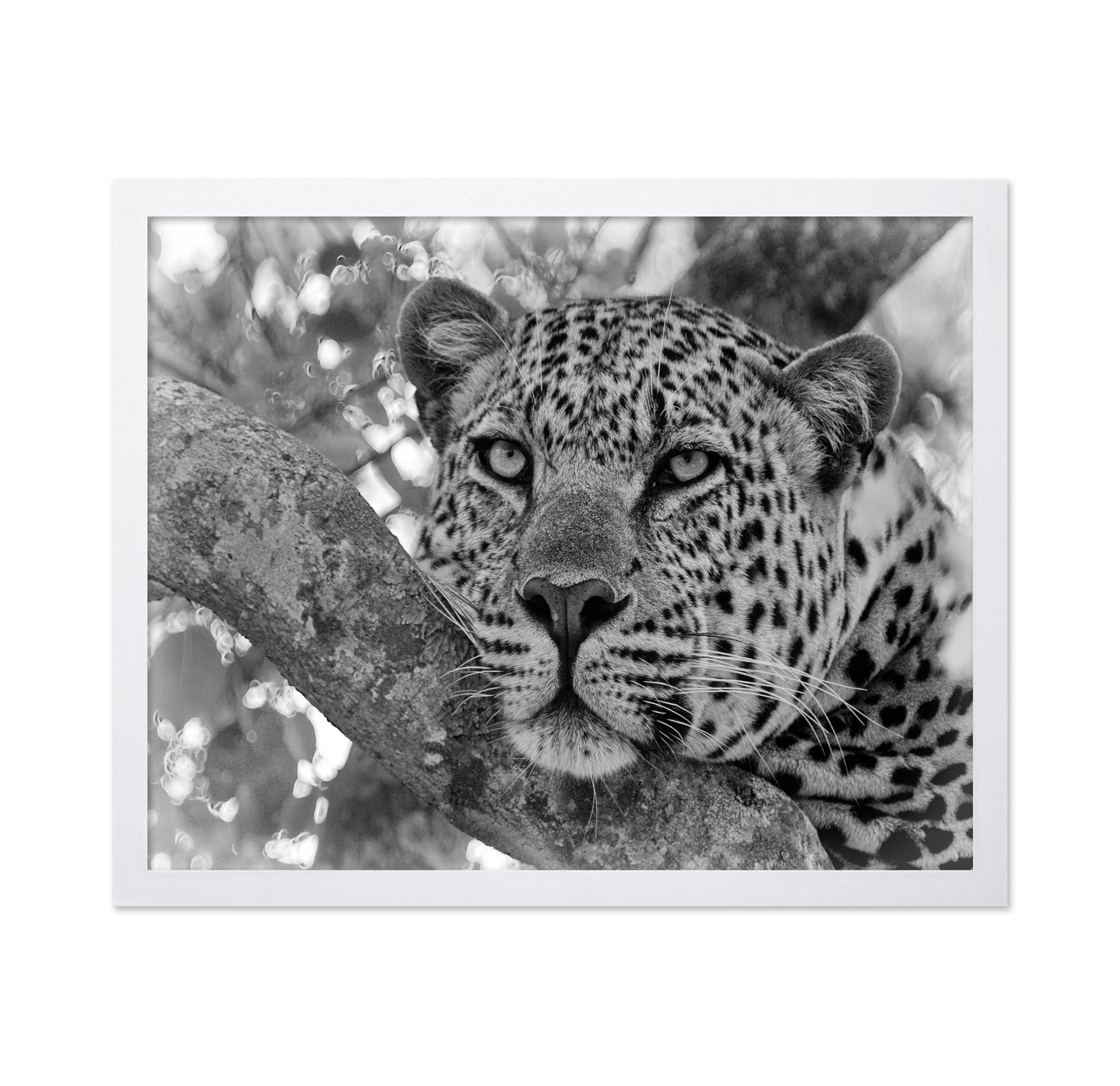 Pensive Leopard