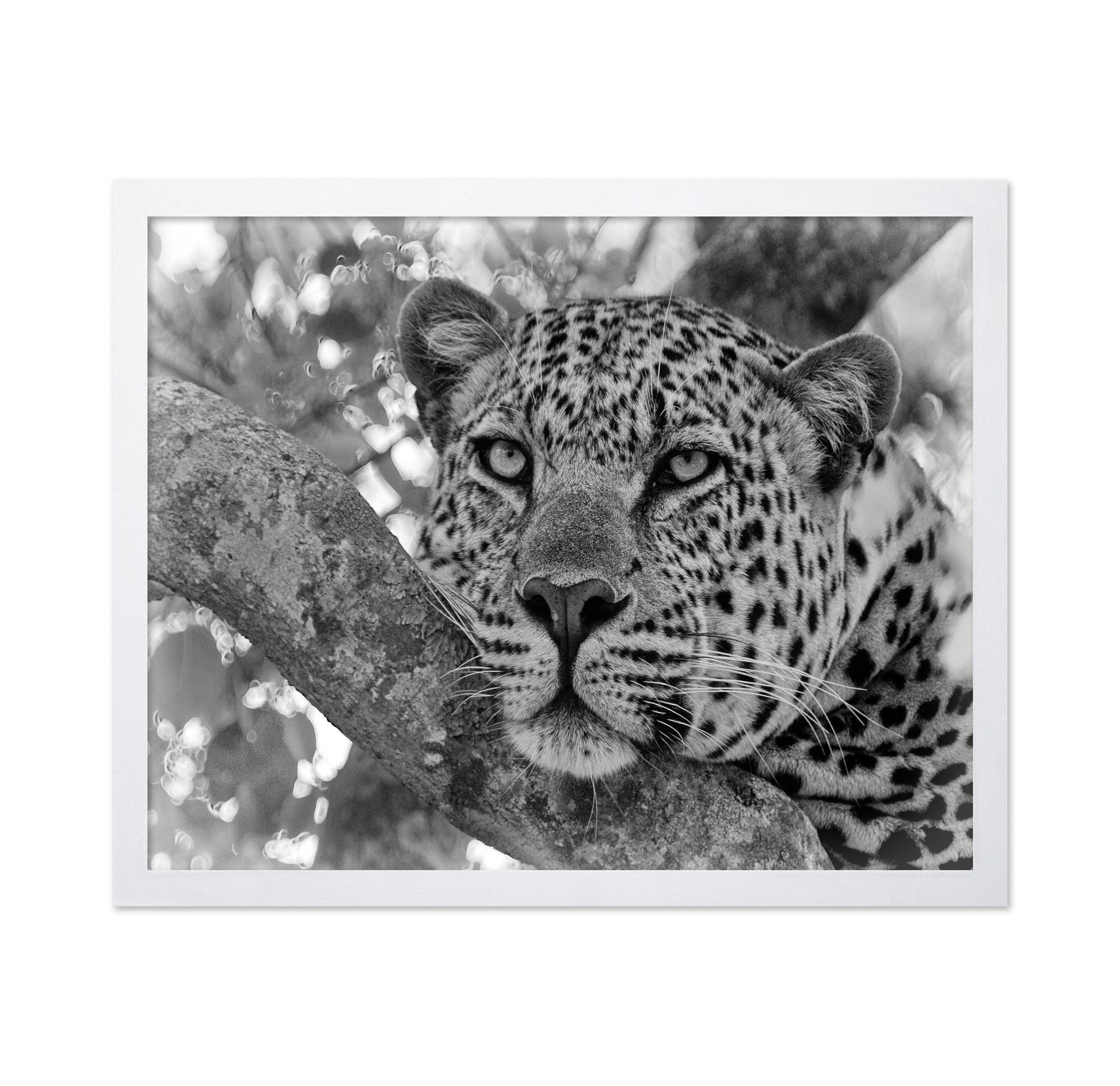 Pensive Leopard